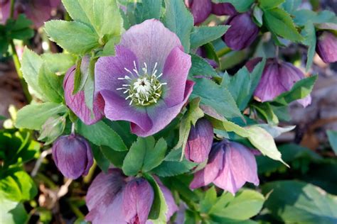 hellebore care and maintenance.